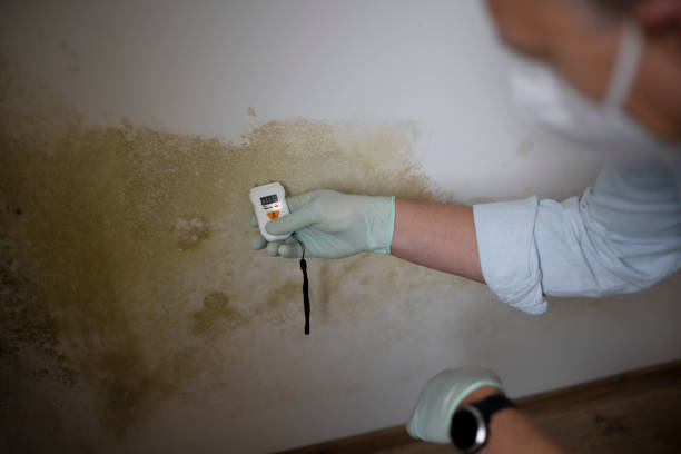 Best Post-Flood Mold Remediation in Greenfield, MO