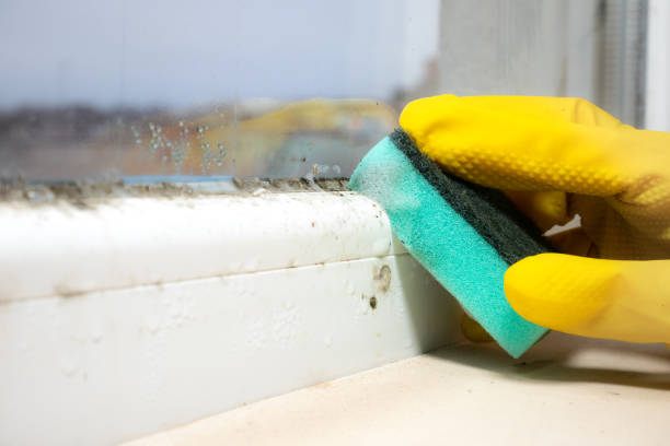 Best Health and Safety Mold Remediation in Greenfield, MO