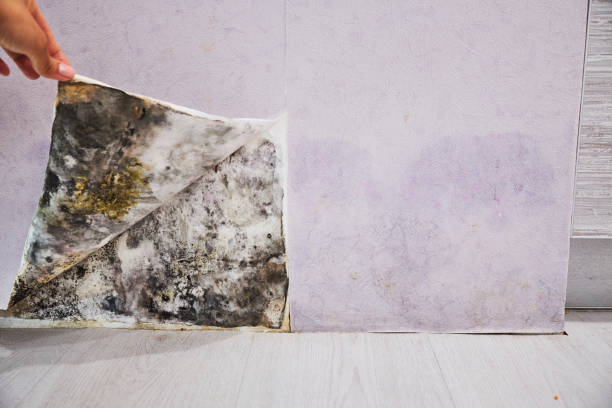 Best Post-Flood Mold Remediation in Greenfield, MO